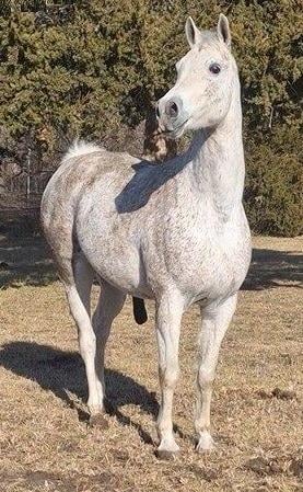 Dennis the horse